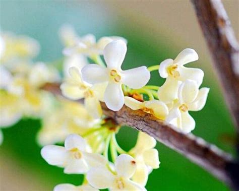 桂花 寓意|桂花的花语与寓意（桂花的五种花语及其象征的含义）